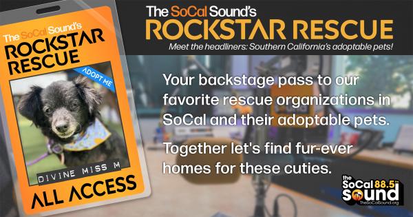 KCSN RockstarRescue PotW 091025 1 1200x630 v3